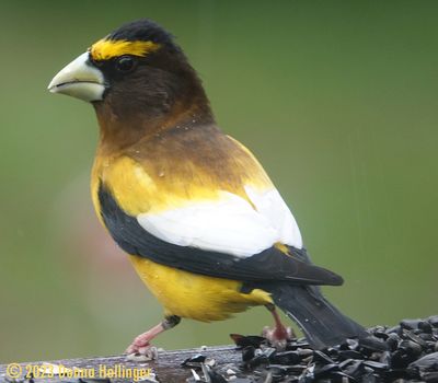 Male Evening Grosbeak Closeup