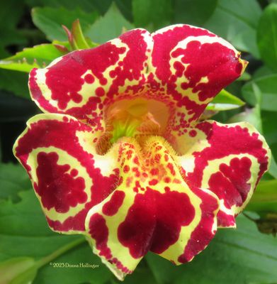 Mimulus flower in the garden