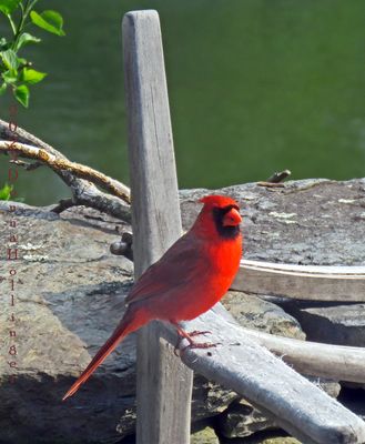 MAle Cardinal on the patio