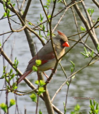 Female Cardinal wedded to the guy below