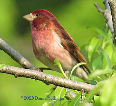 Purple Finch
