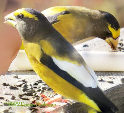 Two Male Evening Grosbeaks feeding