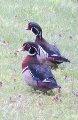 Two Male Woodducks