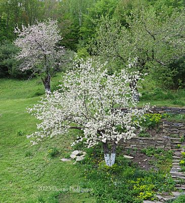 Appleblossoms