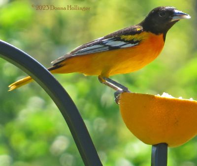 Male Baltimore Oriole