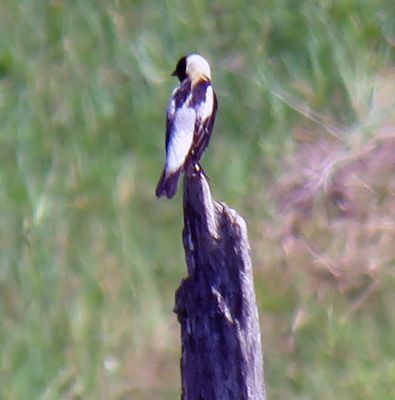 Bobolink on a bluebird Nesting Box