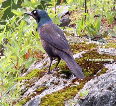 Grackle on the rock island in our pond