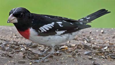 Male Rose Breasted-GrosBeak with white head feather