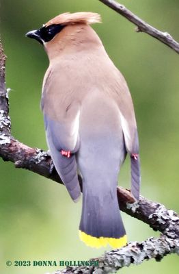 Cedar Waxwing being momentarily still!