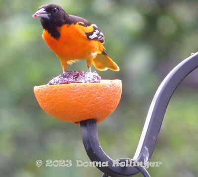 Baltimore Oriole with Jam and an Orange