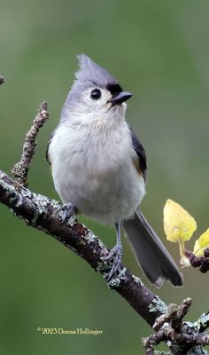 Titmouse Portrait