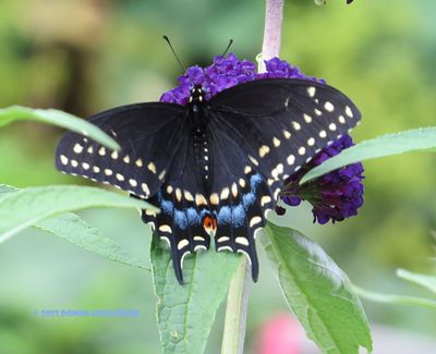 Black Swallowtail on Butterfly bush