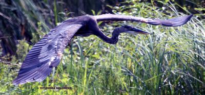 Great Blue Heron,  He's not quite mature but a good flier!