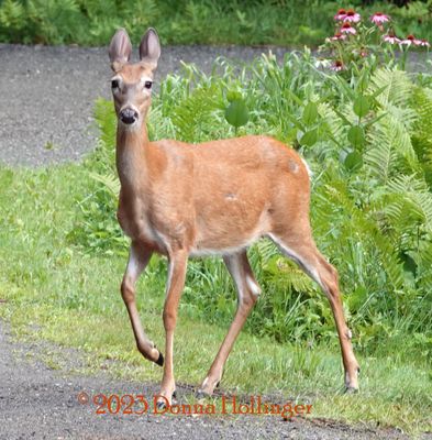 Female Deer who likes our apple falls