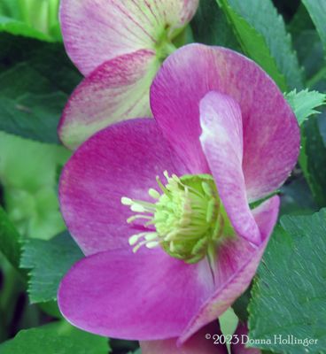 Pink Hellebore Flower
