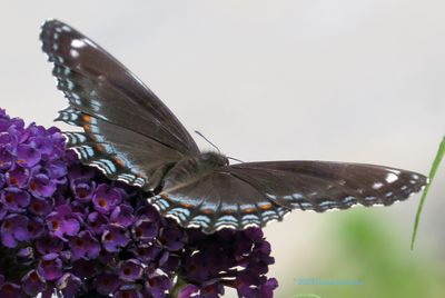 A Red Spotted Purple butterfly