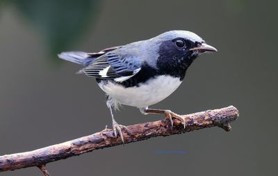 Black throated Blue Warbler when the rain stopped