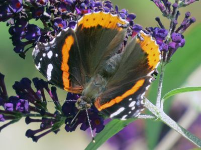Red Admiral on the Butterfly Bush