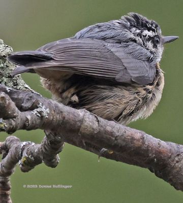 Robin or thrush immature?