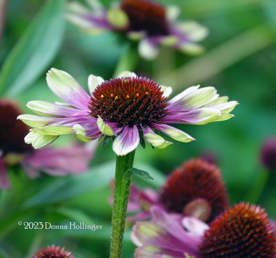 Two Toned Echinacea flower