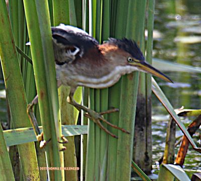 A little Least Bittern on the Cranberry Pond