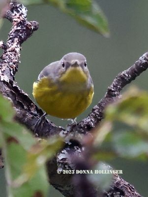 Magnolia Warbler Immature