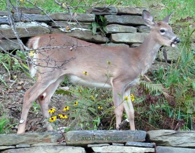 Little Apples for little deer