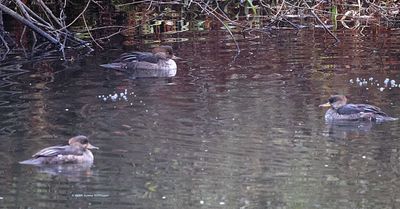 This morning 8 Hooded Mergansers Appeared