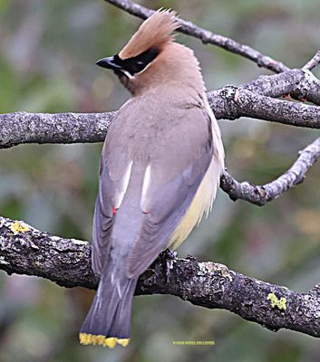 Rumpled Cedar Waxwing with one red spot