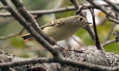 Ruby Crowned Kinglets have been foraging here lately!