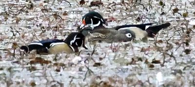 Two Males with a female in between:  Wood Ducks