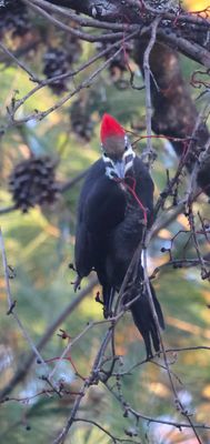 Pileated Woodpecker Eating a Grape!