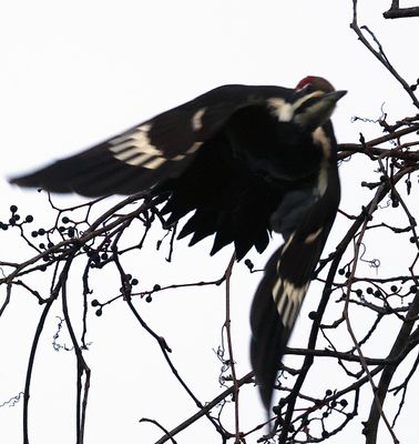 (flapping) Flying Pileated