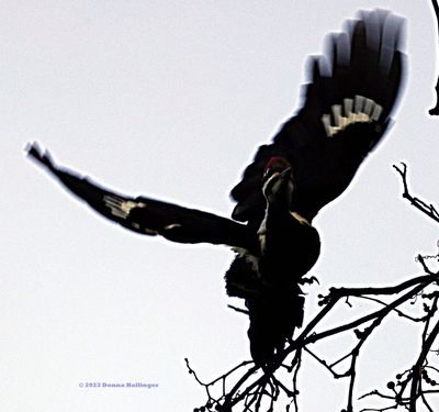 Flying Pileated Woodpecker