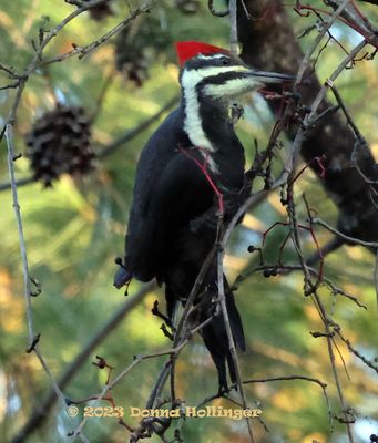 There were two Pileated Woodpeckers