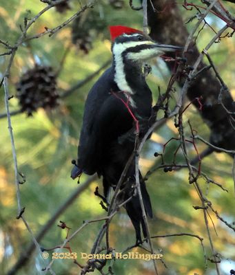 There were two Pileated Woodpeckers 