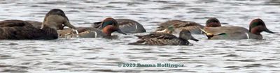 Black Duck and GreenWinged Teal on the Parker River