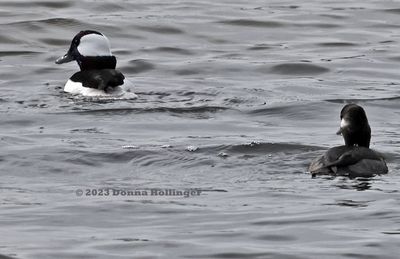 Bufflehead Pair on the Parker River