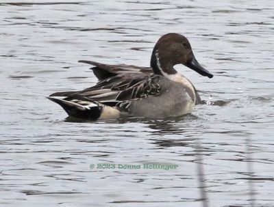 Male Common Pintail Duck 