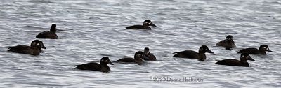 White Winged Scoter harems feeding in the ocean