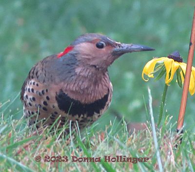 Male Flicker digging for ants