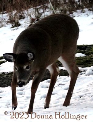 Female Deer Feeding on Twigs