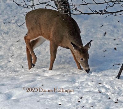 Fawn eat twigs from an apple tree