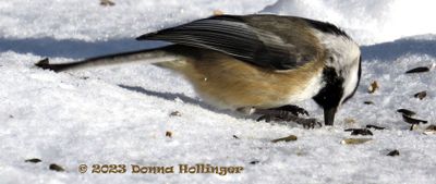 Chicadee digging in the snow 