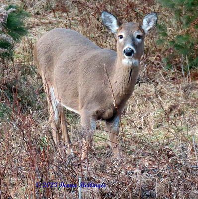 High temps today, and the deer have come back for a feed!