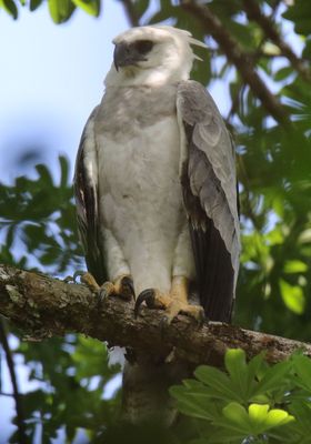 Harpy Eagle Chick in a Cecropia Tree