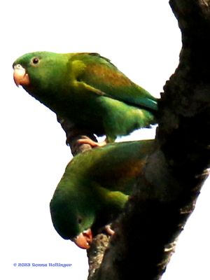 Roange Chinned Parrots
