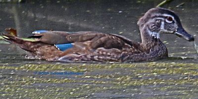 Immature Male WoodDuck