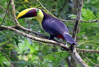 this Chestnut Mandibled Toucan was with a group of Oropendulas (montezumas)