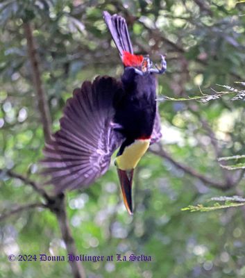 A Chestnut Mandibled Toucan diving off a tree